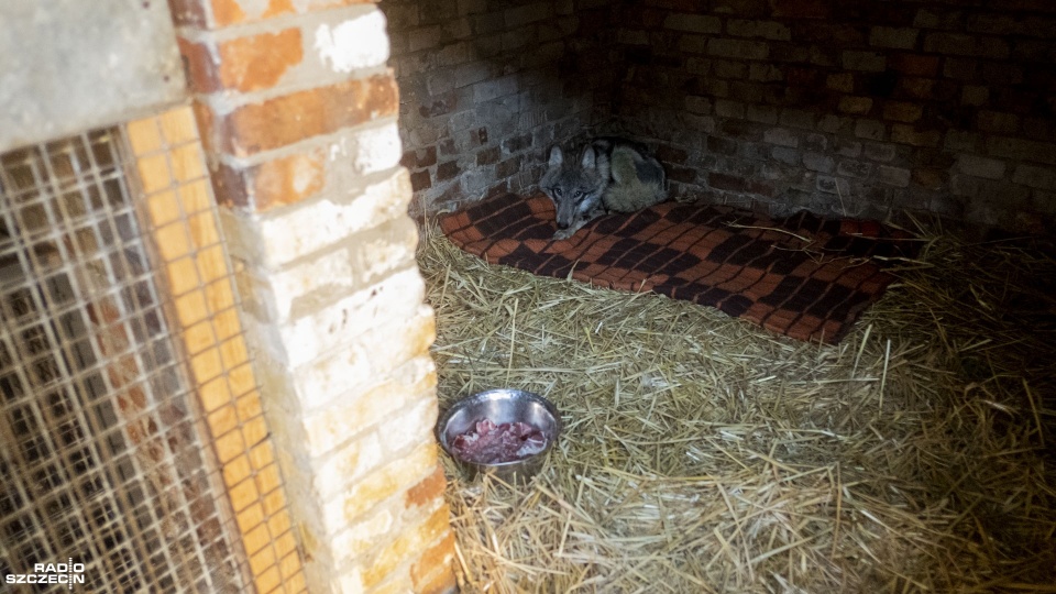 Fot. Wojciech Ochrymiuk [Radio Szczecin]