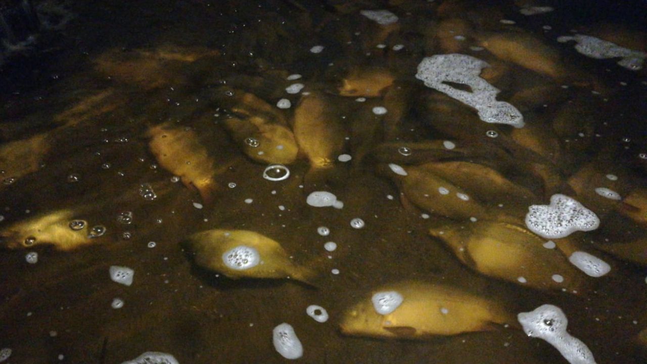 Karpie nie miały w sobie żadnych substancji chemicznych i nadawały się do spożycia - takie są wyniki badań Zakładu Higieny Weterynaryjnej w Poznaniu ws. otrucia ponad 1200 karpi w gospodarstwie hodowlanym Iwony i Tomasza Golusów, do którego doszło 20 grudnia.