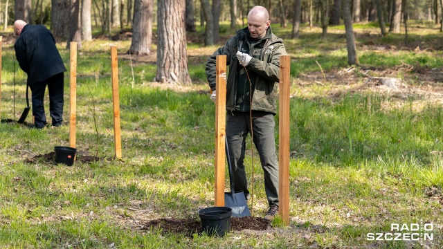 Fot. Robert Stachnik [Radio Szczecin] Co roku w Polsce sadzonych jest pół miliarda drzew [WIDEO, ZDJĘCIA]