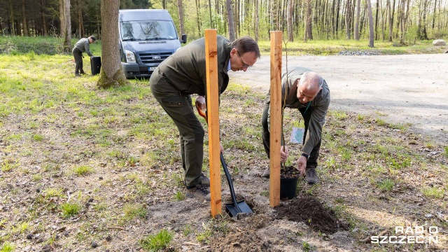 Fot. Robert Stachnik [Radio Szczecin] Co roku w Polsce sadzonych jest pół miliarda drzew [WIDEO, ZDJĘCIA]