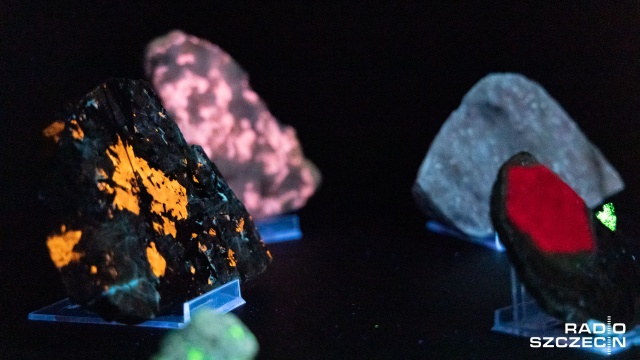 Minerały należące do Beaty Zielińskiej można już oglądać w Muzeum Geologicznym US. Fot. Robert Stachnik [Radio Szczecin] Agaty, ale nie tylko. Niezwykła kolekcja minerałów w Muzeum Geologicznym [WIDEO, ZDJĘCIA]