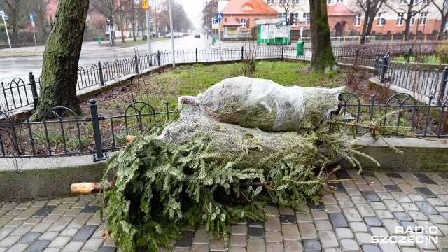 Rzeczniczka Lasów Państwowych Anna Malinowska radzi, żeby żywą choinkę po świętach rozdrobnić i stworzyć z niej nawóz dla roślin.