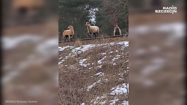 Część owiec może być już na terenie gminy Szczecin. O zwierzętach zrobiło się głośno jeszcze w styczniu, kiedy to kilka owiec wpadło pod pociąg w Widuchowej.