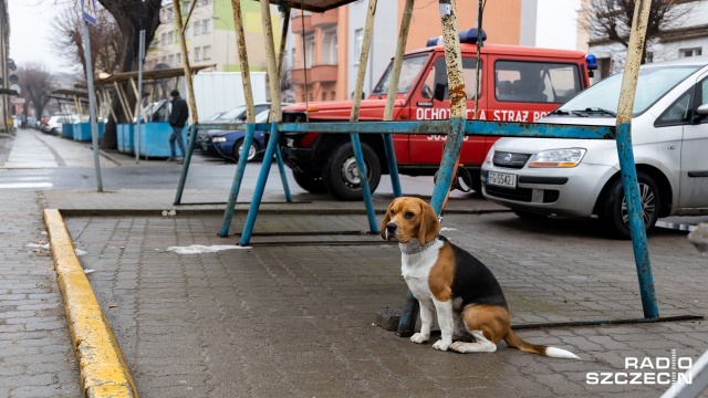 Targowisko w Dębnie jeszcze w tym roku zostanie przeniesione. To konieczność - mówią władze miasta, ale handlarze są przeciwni.