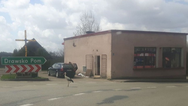 Przylatuje pod wiejski sklep w centrum wsi, chodzi po ulicy i czeka na jedzenie - taki sposób na życie znalazł sobie w Ostrowicach... bocian biały.