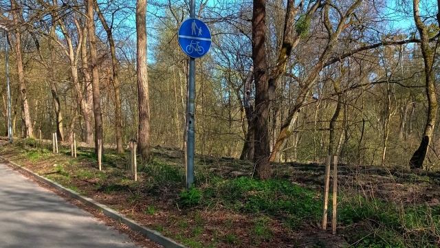 Buki, jodły, modrzewie, świerki, dęby, olchy, graby czy sosny - zakończył się pierwszy etap sadzenia drzew w Szczecinie.