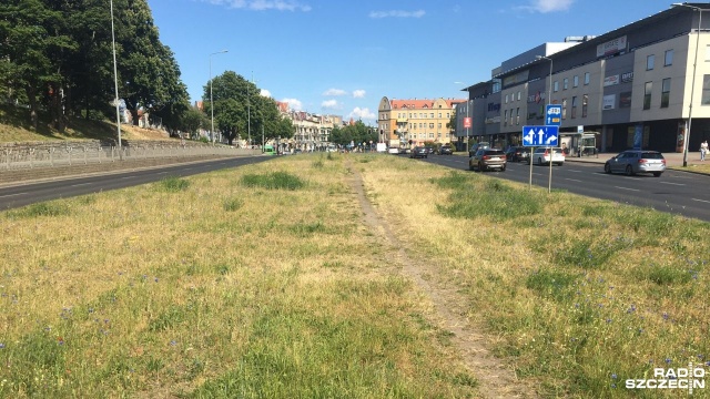 Łąka kwietna na pasie zieleni na ul. 26 Kwietnia ma gwarancję i będzie naprawiona - zapewniają szczecińscy urzędnicy. Chodzi o odcinek od ulicy Bohaterów Warszawy do ulicy Twardowskiego.