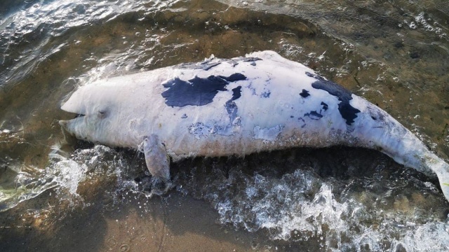 Martwe foki i morświny, to ostatnio częsty widok na wybrzeżu. Do tej pory morze wyrzuciło na brzeg 57 okazów. Problem dotyczy także plaży w Międzyzdrojach.