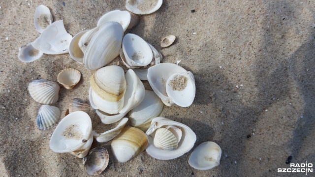Za kilka dni początek wakacji. Jak wakacje, to plaża. Będąc na niej, warto zwrócić uwagę, co mamy pod stopami. W Bałtyku pojawił się nowy rodzaj muszli.