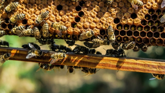 Spotkanie z pszczołami w Pyrzycach. Leśnicy zapraszają