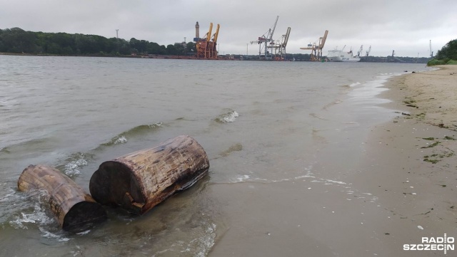 Przez rok leżały przy falochronie, teraz będą oddane bezdomnym. Kłody po zeszłorocznej wycince przy Wiatraku na plaży w Świnoujściu zaczęły przeszkadzać spacerowiczom a nawet żeglarzom.