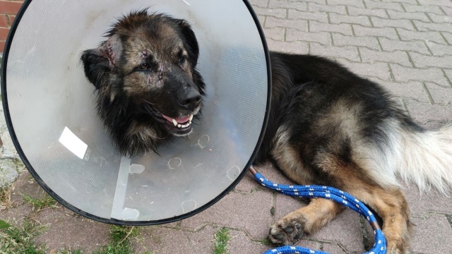 Prymus potrzebuje pilnie domu. Pies dla własnego bezpieczeństwa nie może wrócić do schroniska.