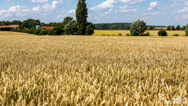 Ceny zbóż biją rekordy i nie wiadomo, kiedy stawki się zatrzymają. Tona pszenicy w tym sezonie kosztowała około 800 złotych, teraz blisko 300 złotych więcej.