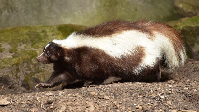 Słynie z tego, że cuchnie, a zapowiada się największą atrakcją w Barzkowicach. Skunks po raz pierwszy pojawi się na Targach Rolnych Agropomerania.