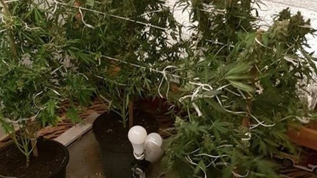 Kłopoty pary 30-latków z Kołobrzegu. Policjanci odkryli na ich posesji plantację konopi.