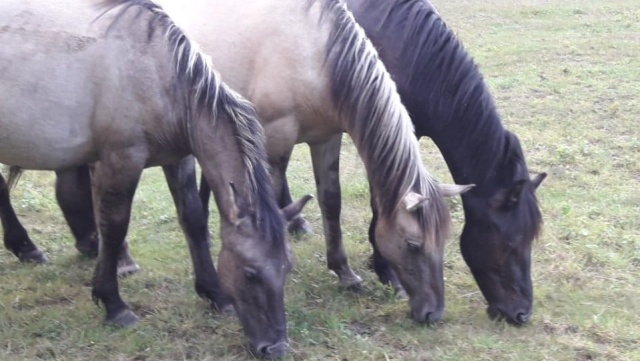 Mają od roku do trzynastu lat, ale niewielki przebieg i są świetnie utrzymane, właściciele bardzo o nie dbali - 10 koni sprzedaje Nadleśnictwo Kliniska.