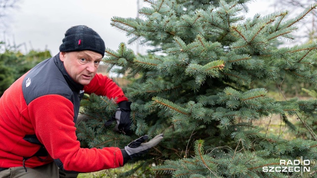 Nie tylko paliwo i żywność, w tym roku zapłacimy więcej również za choinki.