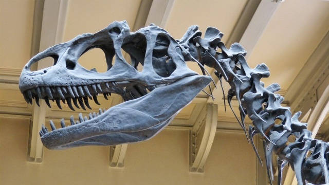 Doskonale zachowane ślady dinozaurów - tropy oraz kości - odkryli w Borkowicach na Mazowszu naukowcy z Państwowego Instytutu Geologicznego w Warszawie i Uniwersytetu w Uppsali w Szwecji.