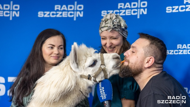 Alpaka Maksiu odwiedził Radio Szczecin - to spełnienie marzenia naszej prezenterki Pauliny Sawickiej, która 6 grudnia podczas porannej audycji powiedziała, że chciałaby dostać od Mikołaja całą zagrodę tych zwierząt.