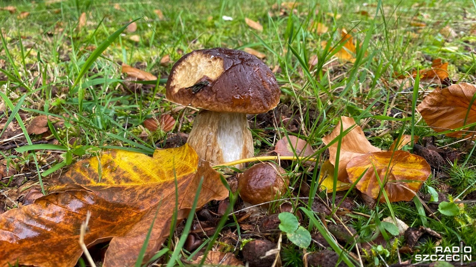 Trwa sezon grzybowy, a piękna jesień zachęca do spacerów w lesie. Fot. Robert Stachnik [Radio Szczecin]