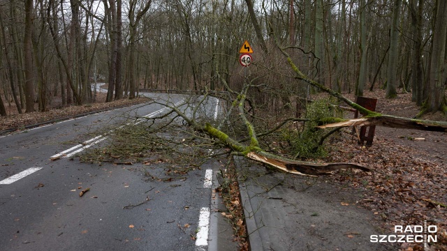Fot. Robert Stachnik [Radio Szczecin] Skutki wichury w regionie. Zablokowane drogi, zniszczone samochody [AKTUALIZACJA, WIDEO, ZDJĘCIA]