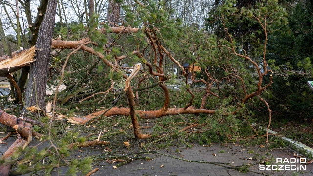 Fot. Robert Stachnik [Radio Szczecin] Skutki wichury w regionie. Zablokowane drogi, zniszczone samochody [AKTUALIZACJA, WIDEO, ZDJĘCIA]