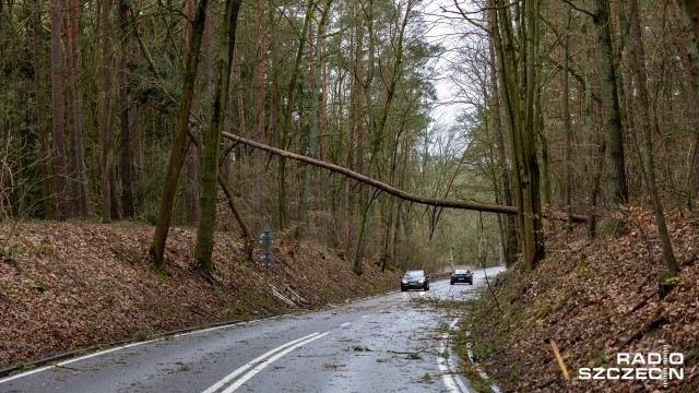 Fot. Robert Stachnik [Radio Szczecin] Skutki wichury w regionie. Zablokowane drogi, zniszczone samochody [AKTUALIZACJA, WIDEO, ZDJĘCIA]