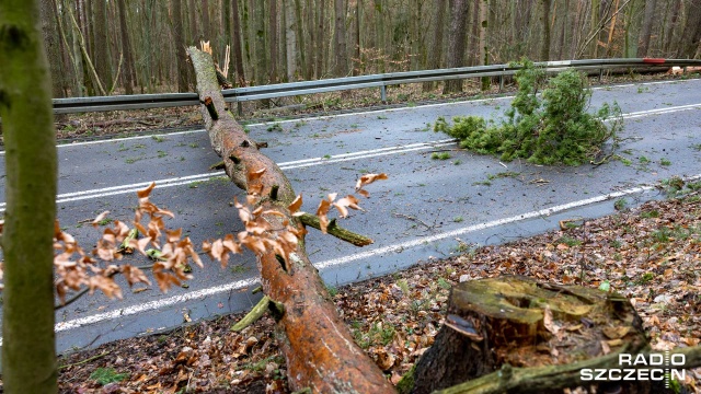 Fot. Robert Stachnik [Radio Szczecin] Skutki wichury w regionie. Zablokowane drogi, zniszczone samochody [AKTUALIZACJA, WIDEO, ZDJĘCIA]