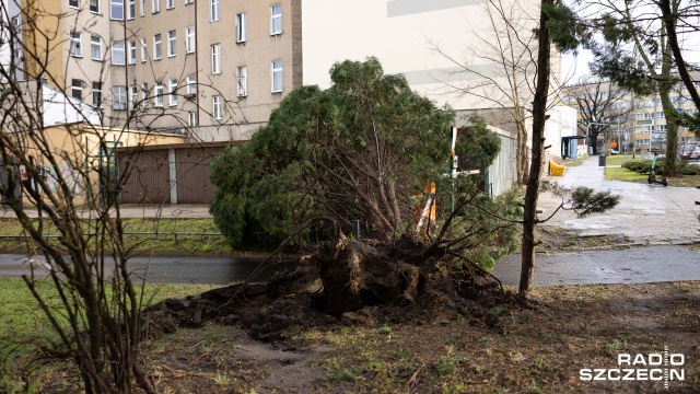 Fot. Robert Stachnik [Radio Szczecin] Skutki wichury w regionie. Zablokowane drogi, zniszczone samochody [AKTUALIZACJA, WIDEO, ZDJĘCIA]