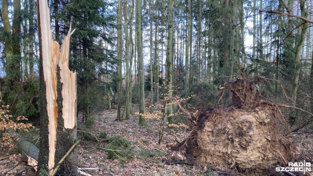 Fot. Tomasz Duklanowski [Radio Szczecin] Drawsko po wichurze: Stacje paliw zamknięte, otwarte tylko dwa sklepy [ZDJĘCIA]