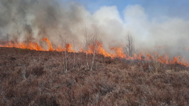 Fot. Regionalna Dyrekcja Lasów Państwowych w Szczecinie Pożary w lasach w Zachodniopomorskiem [ZDJĘCIA]