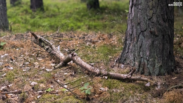 Fot. Wojciech Ochrymiuk [Radio Szczecin] Tańsze drewno? Tak, ale samemu trzeba pozbierać... [WIDEO, ZDJĘCIA]