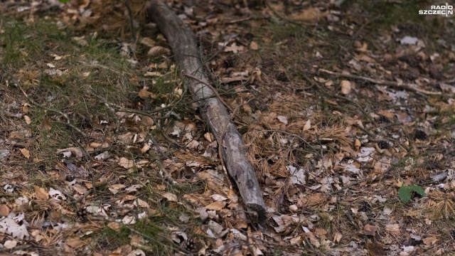 Fot. Wojciech Ochrymiuk [Radio Szczecin] Tańsze drewno? Tak, ale samemu trzeba pozbierać... [WIDEO, ZDJĘCIA]
