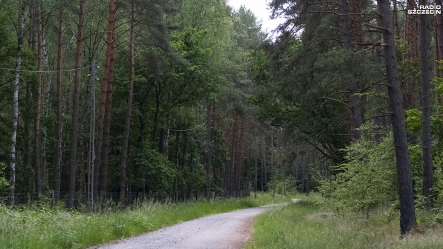 Fot. Wojciech Ochrymiuk [Radio Szczecin] Tańsze drewno? Tak, ale samemu trzeba pozbierać... [WIDEO, ZDJĘCIA]