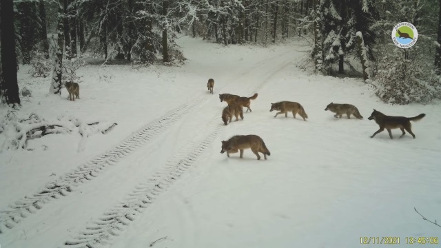 11 wilków zarejestrowała fotopułapka zainstalowana w Drawieńskim Parku Narodowym. Wataha przechodziła przez las w ciągu dnia.