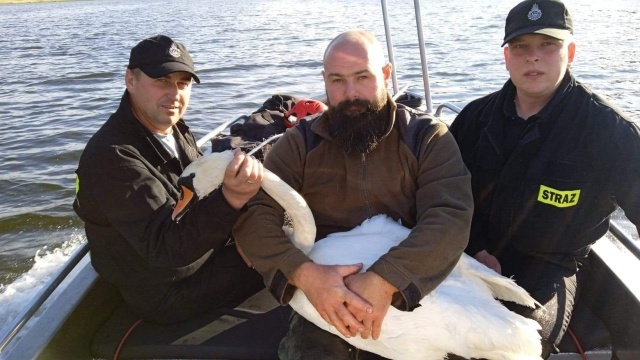 To druhowie z OSP Dobrzany otrzymali oni zgłoszenie, że na jeziorze Starzyca w Chociwlu znajduje się chory ptak. Nie mógł sam pływać ani latać.