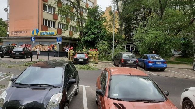 Drzewo spadło na auto w Szczecinie