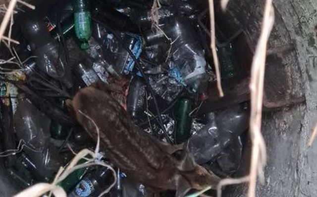 Sarence, która wpadła w głębokie... tarapaty pomogli pyrzyccy strażacy.