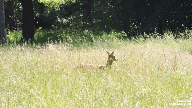 Sarenki urodziły się pomiędzy parkiem Zdrojowym a osiedlem mieszkaniowym w Świnoujściu.