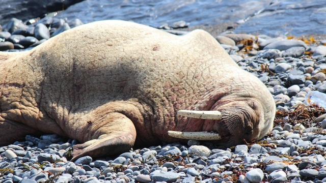 Sensacja przyrodnicza na plaży w Łazach w Zachodniopomorskiem. Na brzeg wyszedł mors arktyczny.