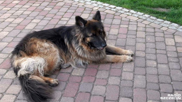 Przez donos sąsiedzki mieszkance Chwarstnicy koło Gryfina, pracownicy Fundacji dla Zwierząt odebrali psa.