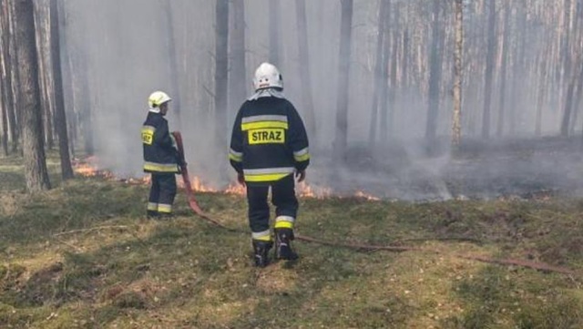 O pomoc w ujęciu podpalacza apelują leśnicy z Klinisk. Chodzi o osobę, która podpaliła lasy w rejonie miejscowości Morawsko i Niedźwiedź.