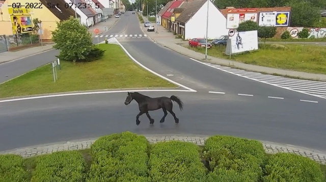 Koń zwiedzał ulice Szczecinka. Do akcji wkroczyła policja [WIDEO]