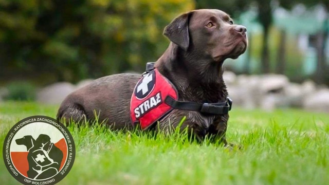 Nabór na psich przewodników do grupy poszukiwawczo-ratowniczej OSP Wołczkowo.