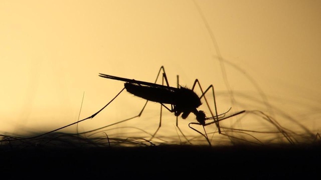 Gmina Dziwnów rozpoczęła kolejną turę odkomarzania. Dziś opryski odbywają się w Międzywodziu, a jutro w Dziwnówku i Łukęcinie.