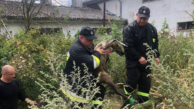 Zwierzę wpadło do zbiornika po szambie w miejscowości Drawień.