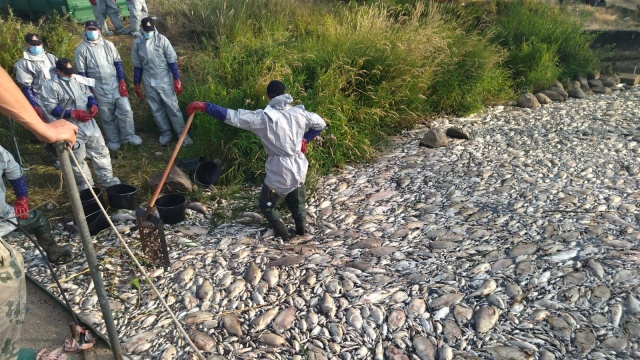 Tysiące śniętych ryb w Krajniku Dolnym. Rzeka po prostu nie żyje [ZDJĘCIA]