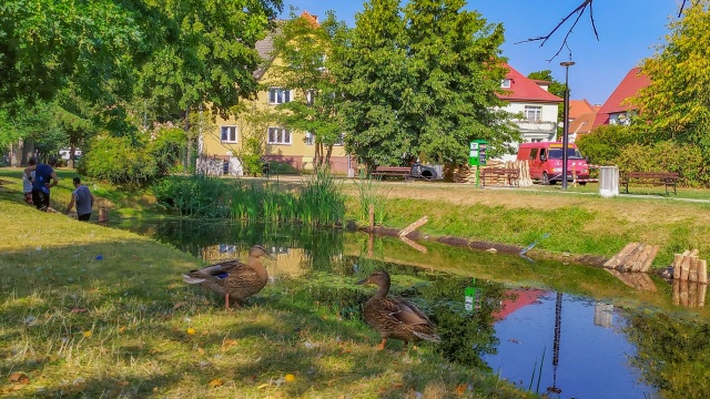 Ruszyły prace rewitalizacyjne stawów w Parku Orła Białego w Białogardzie.