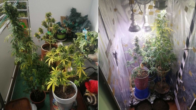 Urządził w mieszkaniu plantację marihuany - wpadł, bo rośliny widoczne były nawet z ulicy.
