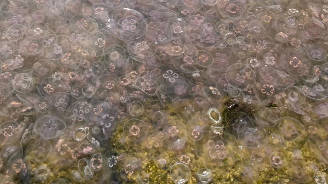 Zawsze było ich tam dużo, ale jak mówią plażowicze i turyści - teraz to istne oblężenie. Chodzi o meduzy w okolicach wiatraka w Świnoujściu.